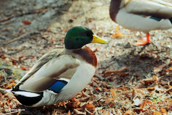Animals: Ducks in a wood